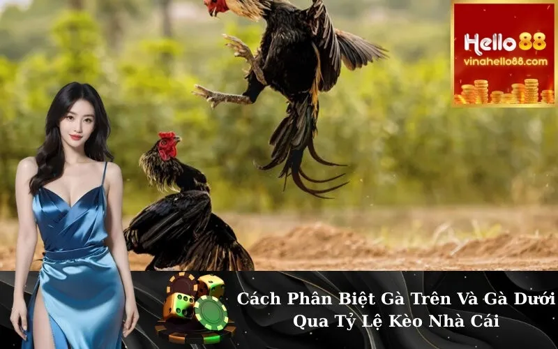 Cách Phân Biệt Gà Trên Và Gà Dưới Qua Tỷ Lệ Kèo Nhà Cái