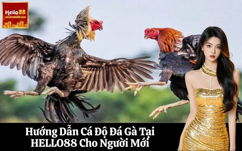 Hướng Dẫn Cá Độ Đá Gà Tại HELLO88 Cho Người Mới