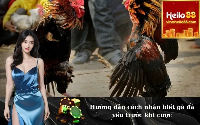 Hướng dẫn cách nhận biết gà đá yếu trước khi cược